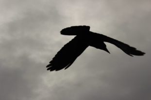 englandirland160207