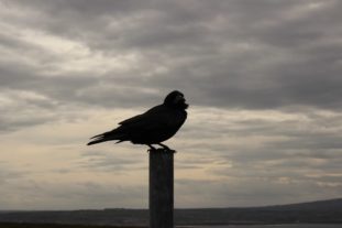 englandirland160208