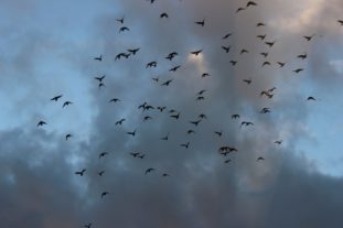 img_9684