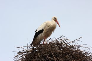 Ostern _046