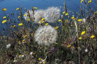 Sardinien_301
