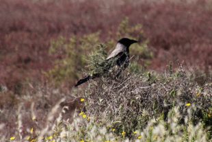Sardinien_307