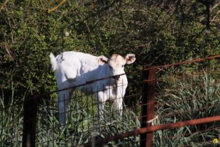 Sardinien_417