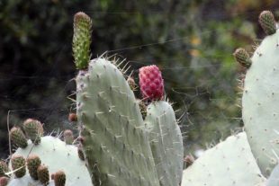 Sardinien_677