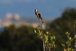 Sardinien_999_112