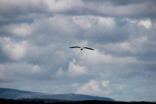 Sardinien_999_12