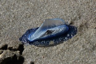 Sardinien_999_20