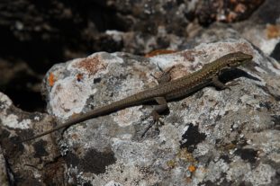 Sardinien_999_43