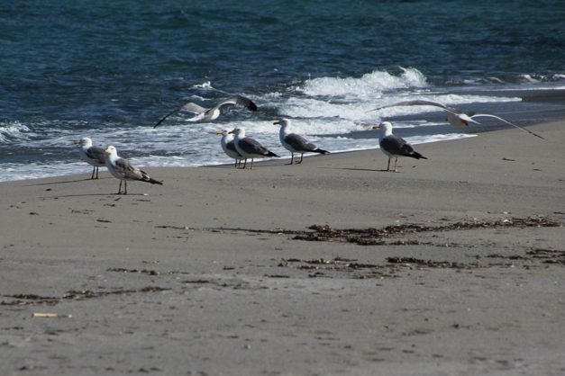 Sardinien_999_43a
