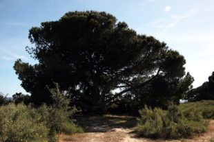 Sardinien_999_55