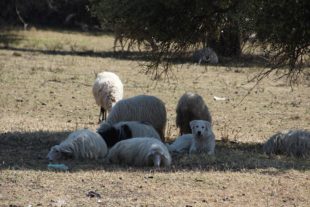 Sardinien_999_82